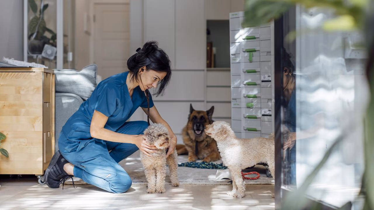 Visite a domicilio cane e gatto