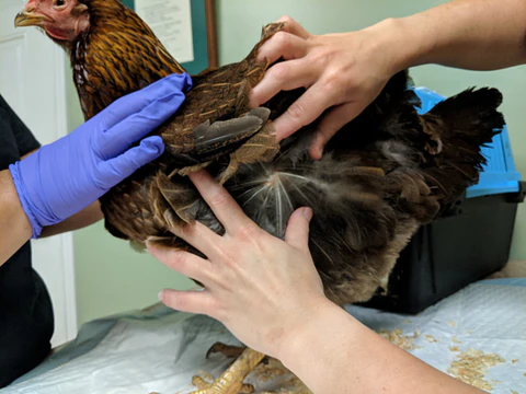 Visite animali esotici